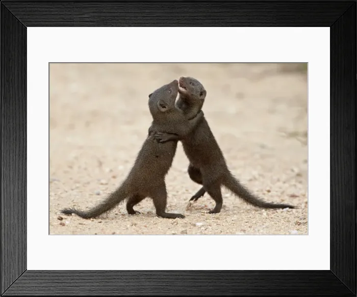 Framed Print : Two dwarf mongoose (Helogale parvula) sparring, Kruger National Park, South Africa Framed Print : Two dwarf mongoose (Helogale parvula) sparring, Kruger National Park, South Africa
