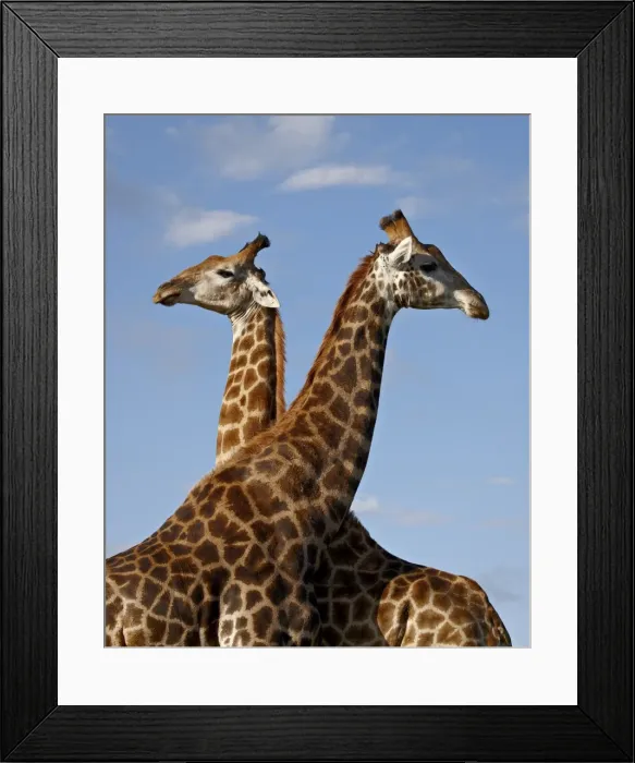 Framed Print : Two male Cape giraffe (Giraffa camelopardalis giraffa) fighting, Imfolozi Game Reserve Framed Print : Two male Cape giraffe (Giraffa camelopardalis giraffa) fighting, Imfolozi Game Reserve