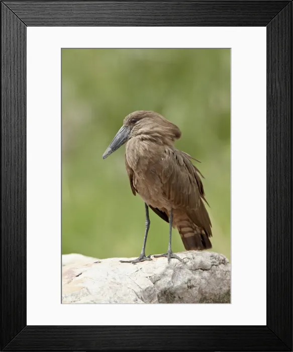 Framed Print : Hamerkop (Scopus umbretta), Kruger National Park, South Africa, Africa Framed Print : Hamerkop (Scopus umbretta), Kruger National Park, South Africa, Africa
