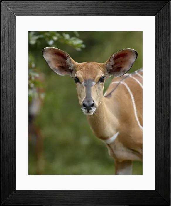 Framed Print : Female nyala (Tragelaphus angasii), Imfolozi Game Reserve, South Africa, Africa Framed Print : Female nyala (Tragelaphus angasii), Imfolozi Game Reserve, South Africa, Africa