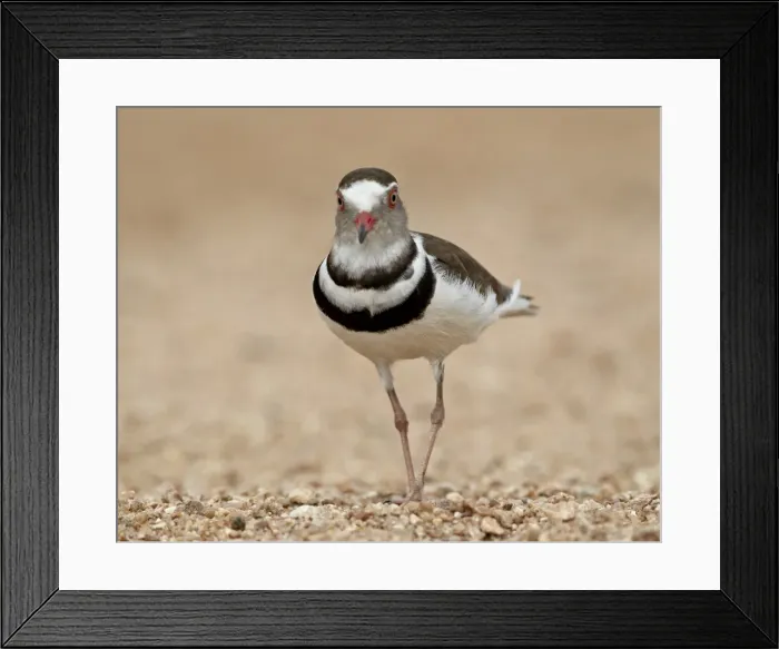 Framed Print : Three-banded plover (Charadrius tricollaris), Kruger National Park, South Africa, Africa Framed Print : Three-banded plover (Charadrius tricollaris), Kruger National Park, South Africa, Africa