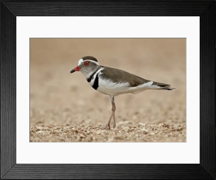 Framed Print : Three-banded plover (Charadrius tricollaris), Kruger National Park, South Africa, Africa Framed Print : Three-banded plover (Charadrius tricollaris), Kruger National Park, South Africa, Africa