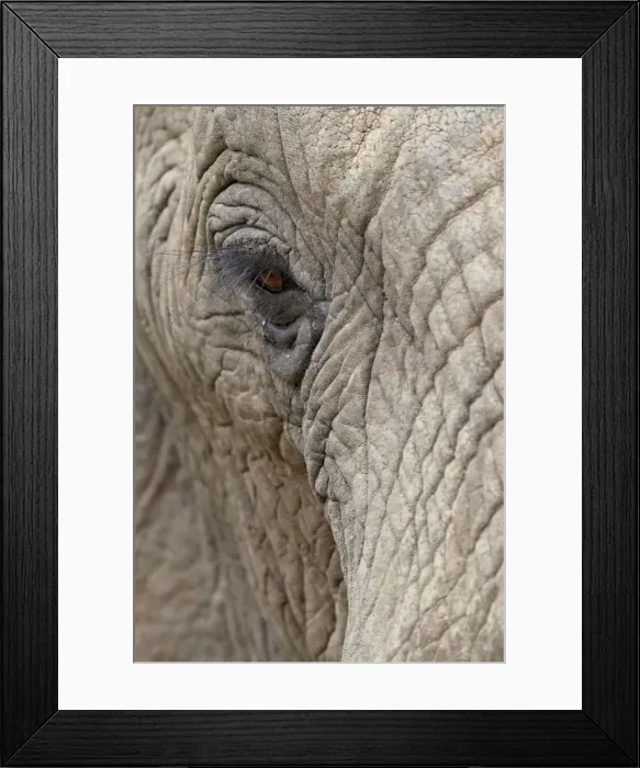 Framed Print : African elephant (Loxodonta africana) eye, Imfolozi Game Reserve, South Africa, Africa Framed Print : African elephant (Loxodonta africana) eye, Imfolozi Game Reserve, South Africa, Africa