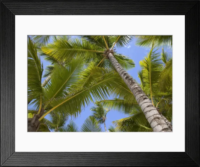 Framed Print : Palm trees, Punta Cana, Dominican Republic, West Indies, Caribbean, Central America Framed Print : Palm trees, Punta Cana, Dominican Republic, West Indies, Caribbean, Central America