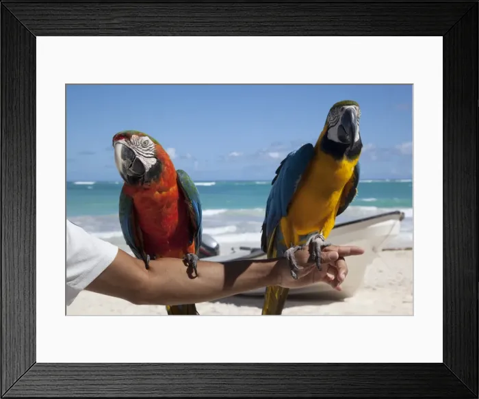 Framed Print : Two parrots, Bavaro Beach, Punta Cana, Dominican Republic, West Indies Framed Print : Two parrots, Bavaro Beach, Punta Cana, Dominican Republic, West Indies