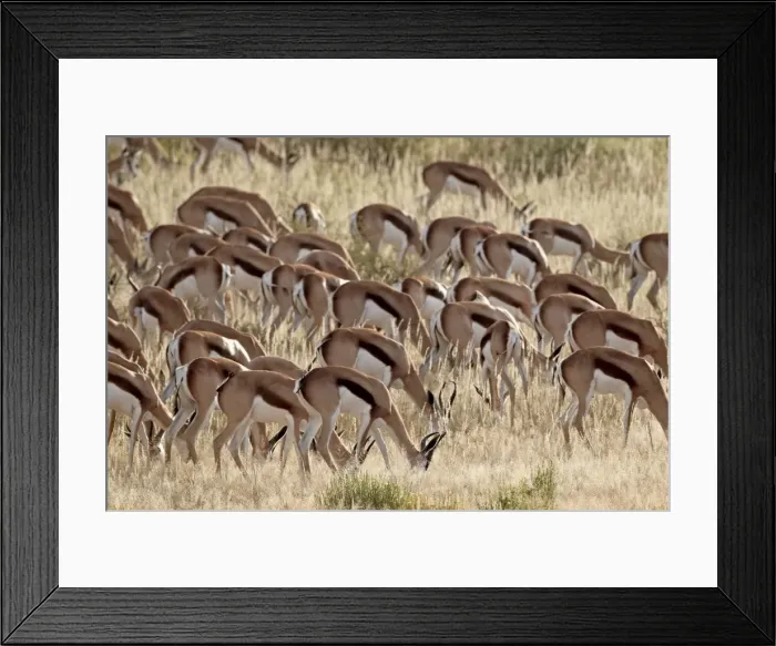 Framed Print : Springbok (Antidorcas marsupialis) herd, Kgalagadi Transfrontier Park, encompassing the former Kalahari Gemsbok National Park, South Framed Print : Springbok (Antidorcas marsupialis) herd, Kgalagadi Transfrontier Park, encompassing the former Kalahari Gemsbok National Park, South