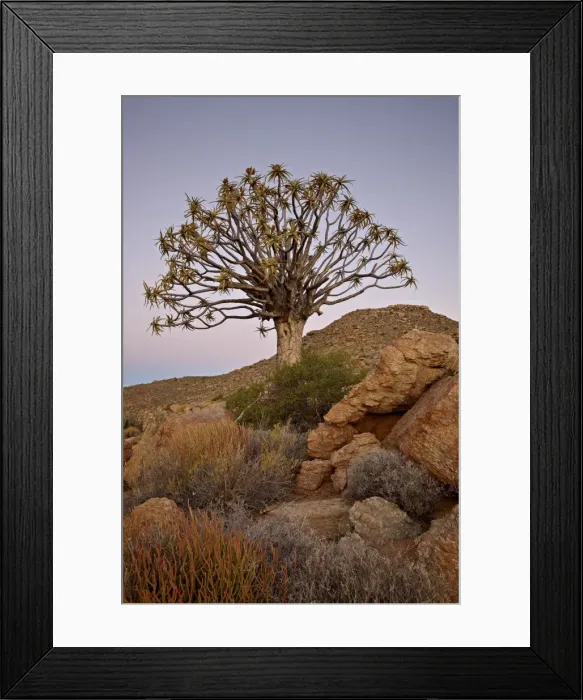 Framed Print : Quiver tree (Kokerboom) (Aloe dichotoma) at dusk, Namakwa, Namaqualand Framed Print : Quiver tree (Kokerboom) (Aloe dichotoma) at dusk, Namakwa, Namaqualand