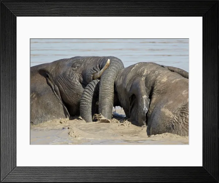 Framed Print : Two African elephant (Loxodonta africana) playing in the water, Addo Elephant National Park Framed Print : Two African elephant (Loxodonta africana) playing in the water, Addo Elephant National Park