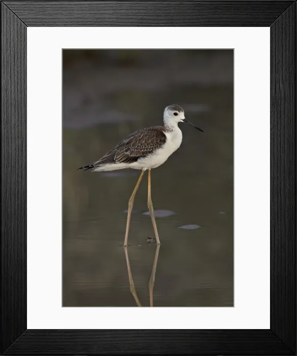 Framed Print : Immature black-winged stilt (Himantopus himantopus), Kgalagadi Transfrontier Park