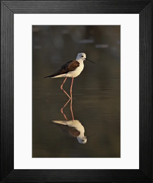 Framed Print : Black-winged stilt (Himantopus himantopus), Kgalagadi Transfrontier Park Framed Print : Black-winged stilt (Himantopus himantopus), Kgalagadi Transfrontier Park