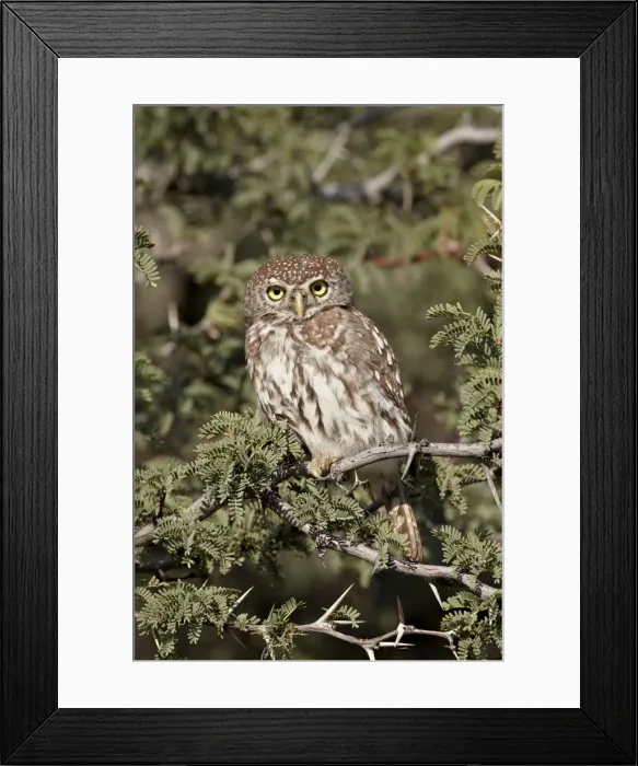 Framed Print : Pearl-spotted owlet (pearl-spotted owl) (Glaucidium perlatum), Kgalagadi Transfrontier Park Framed Print : Pearl-spotted owlet (pearl-spotted owl) (Glaucidium perlatum), Kgalagadi Transfrontier Park