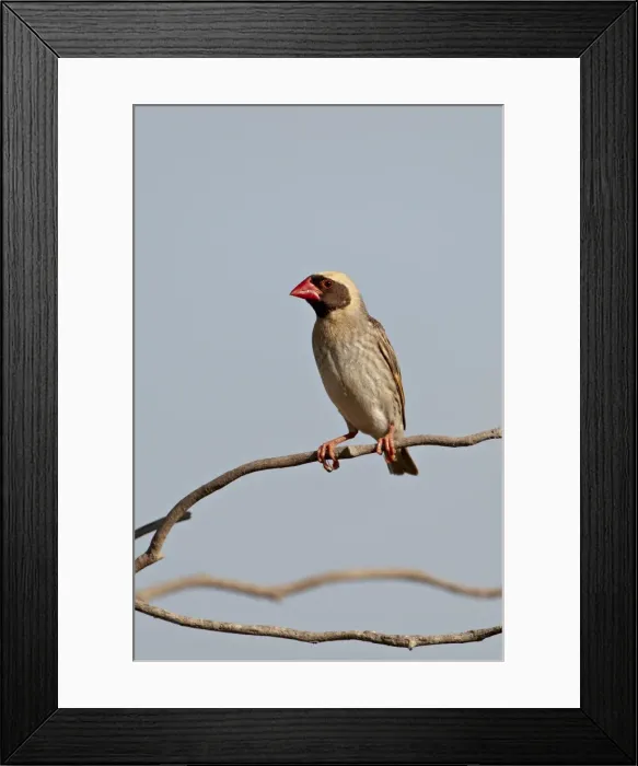 Framed Print : Male red-billed quelea (Quelea quelea), Kgalagadi Transfrontier Park, encompassing the former Kalahari Gemsbok National Park, South Framed Print : Male red-billed quelea (Quelea quelea), Kgalagadi Transfrontier Park, encompassing the former Kalahari Gemsbok National Park, South