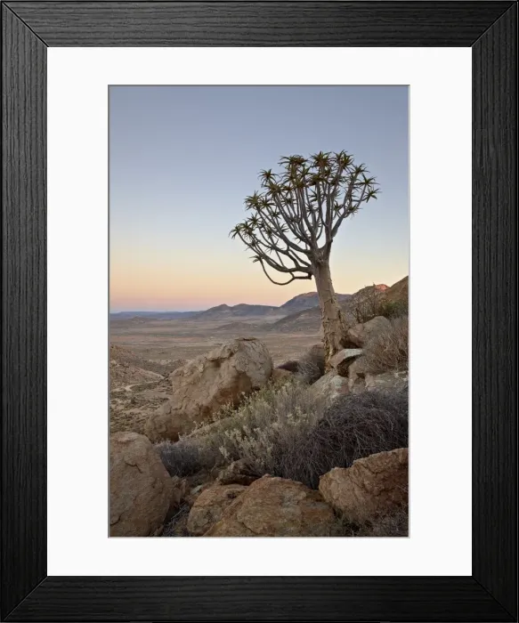 Framed Print : Quiver tree (Kokerboom) (Aloe dichotoma) at dawn, Namakwa, Namaqualand