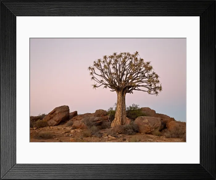 Framed Print : Quiver tree (Kokerboom) (Aloe dichotoma) at dawn, Namakwa, Namaqualand Framed Print : Quiver tree (Kokerboom) (Aloe dichotoma) at dawn, Namakwa, Namaqualand