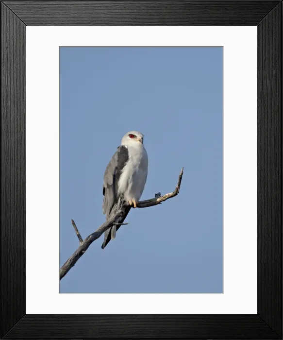 Framed Print : Long-crested eagle (Lophaetus occipitalis), Samburu National Reserve, Kenya Framed Print : Long-crested eagle (Lophaetus occipitalis), Samburu National Reserve, Kenya