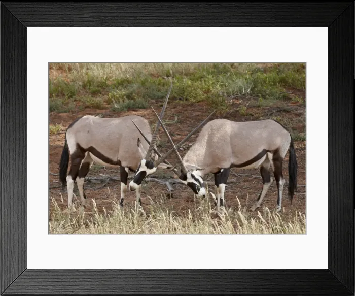Framed Print : Two gemsbok (South African oryx) (Oryx gazella) sparring, Kgalagadi Transfrontier Park Framed Print : Two gemsbok (South African oryx) (Oryx gazella) sparring, Kgalagadi Transfrontier Park
