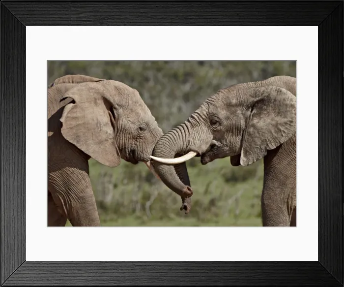Framed Print : Two African elephant (Loxodonta africana) face to face, Addo Elephant National Park Framed Print : Two African elephant (Loxodonta africana) face to face, Addo Elephant National Park