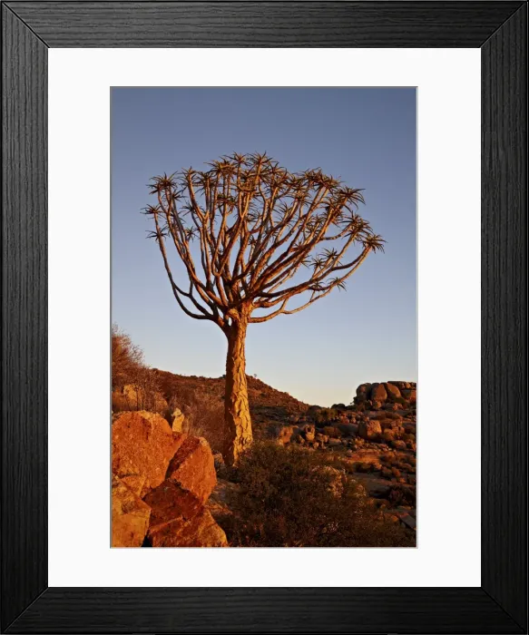 Framed Print : Quiver Tree (Kokerboom) (Aloe dichotoma), Namakwa, Namaqualand, South Africa, Africa Framed Print : Quiver Tree (Kokerboom) (Aloe dichotoma), Namakwa, Namaqualand, South Africa, Africa