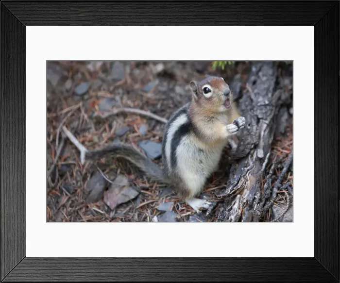 Framed Print : Chipmunk eating, Lake Louise, Banff National Park, Alberta, Canada, North America Framed Print : Chipmunk eating, Lake Louise, Banff National Park, Alberta, Canada, North America