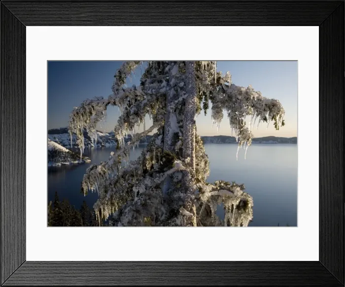Framed Print : Ice covered tree, Creater Lake National Park, Oregon, United States of America Framed Print : Ice covered tree, Creater Lake National Park, Oregon, United States of America
