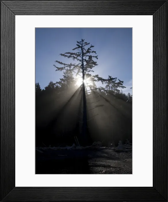 Framed Print : Sun rays through coastal forest, Rialto Beach, Olympic National Park, UNESCO World Heritage Site Framed Print : Sun rays through coastal forest, Rialto Beach, Olympic National Park, UNESCO World Heritage Site