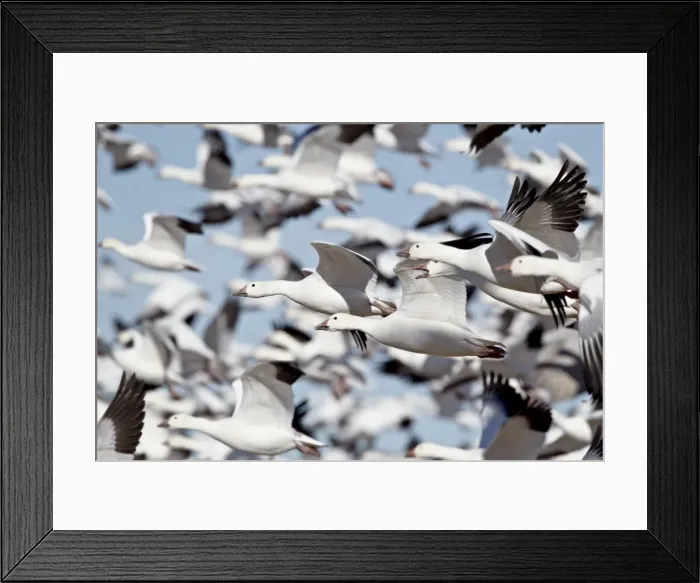 Framed Print : Flock of snow goose (Chen caerulescens) blasting off, Bosque del Apache National Wildlife Refuge Framed Print : Flock of snow goose (Chen caerulescens) blasting off, Bosque del Apache National Wildlife Refuge