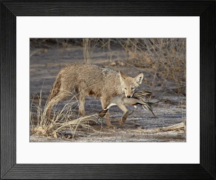 Framed Print : Coyote (Canis latrans) with a NorthernpPintail (Anas acuta) in its mouth Framed Print : Coyote (Canis latrans) with a NorthernpPintail (Anas acuta) in its mouth