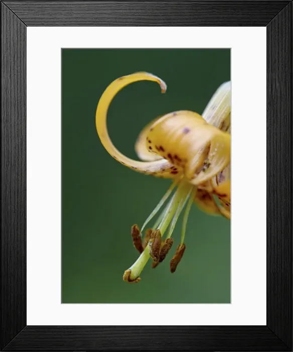 Framed Print : Tiger lily (Columbian lily) (Oregon lily) (Lilium columbianum), Idaho Panhandle National Forests
