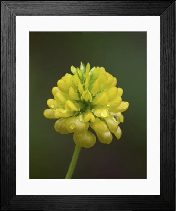 Framed Print : Hop clover (Trifolium aureum) (Trifolium agrarium), Idaho Panhandle National Forests Framed Print : Hop clover (Trifolium aureum) (Trifolium agrarium), Idaho Panhandle National Forests