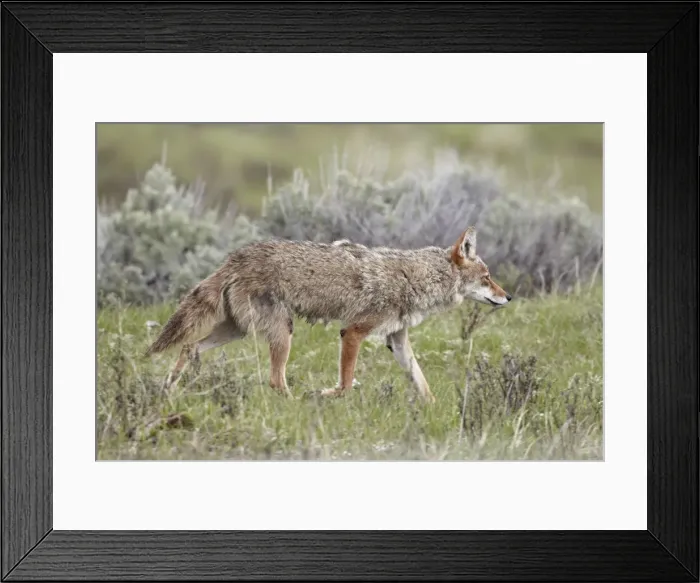 Framed Print : Coyote (Canis latrans), Yellowstone National Park, UNESCO World Heritage Site Framed Print : Coyote (Canis latrans), Yellowstone National Park, UNESCO World Heritage Site