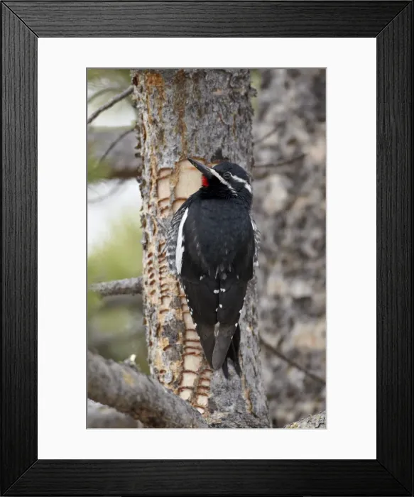 Framed Print : Male Williamsons sapsucker (Sphyrapicus thyroideus), Yellowstone National Park Framed Print : Male Williamsons sapsucker (Sphyrapicus thyroideus), Yellowstone National Park