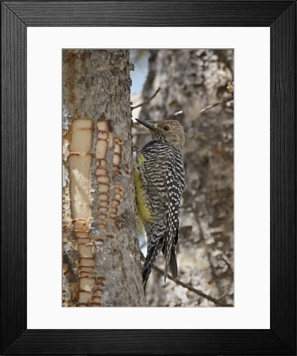 Framed Print : Female Williamsons sapsucker (Sphyrapicus thyroideus), Yellowstone National Park Framed Print : Female Williamsons sapsucker (Sphyrapicus thyroideus), Yellowstone National Park