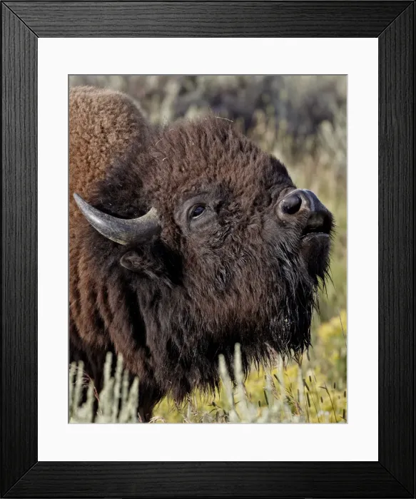 Framed Print : Bison (Bison bison) bull demonstrating the flehmen response, Yellowstone National Park Framed Print : Bison (Bison bison) bull demonstrating the flehmen response, Yellowstone National Park