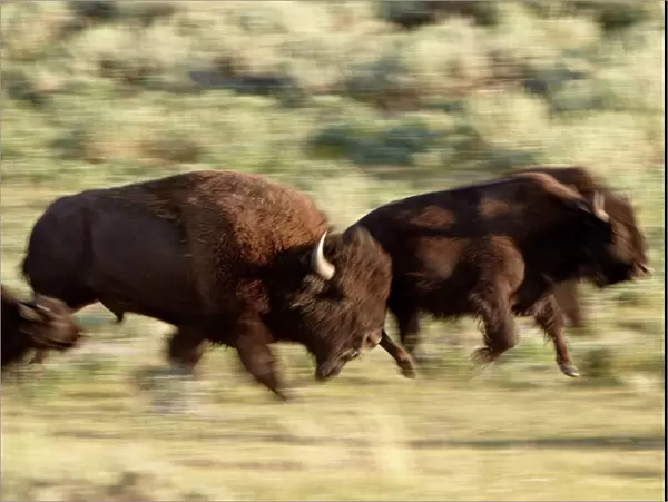 Bison (Bison bison) running, Yellowstone National Park, UNESCO World Heritage Site