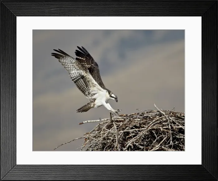 Framed Print : Osprey (Pandion haliaetus) landing on its nest, Lemhi County, Idaho, United States of America Framed Print : Osprey (Pandion haliaetus) landing on its nest, Lemhi County, Idaho, United States of America
