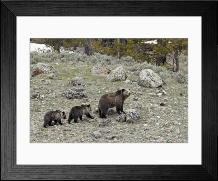Framed Print : Grizzly bear (Ursus arctos horribilis) sow with two yearling cubs, Yellowstone National Park Framed Print : Grizzly bear (Ursus arctos horribilis) sow with two yearling cubs, Yellowstone National Park