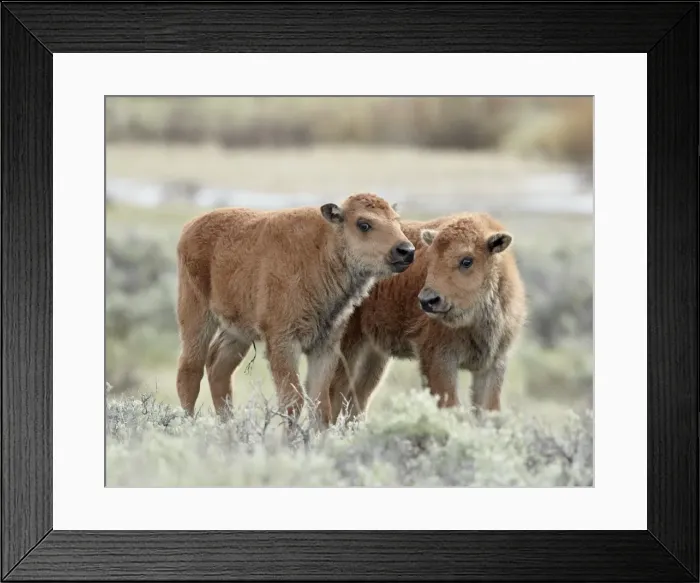Framed Print : Two bison (Bison bison) calves, Yellowstone National Park, UNESCO World Heritage Site Framed Print : Two bison (Bison bison) calves, Yellowstone National Park, UNESCO World Heritage Site