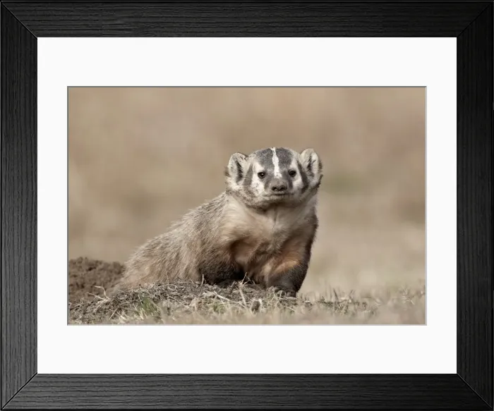 Framed Print : Badger (Taxidea taxus), Custer State Park, South Dakota, United States of America Framed Print : Badger (Taxidea taxus), Custer State Park, South Dakota, United States of America