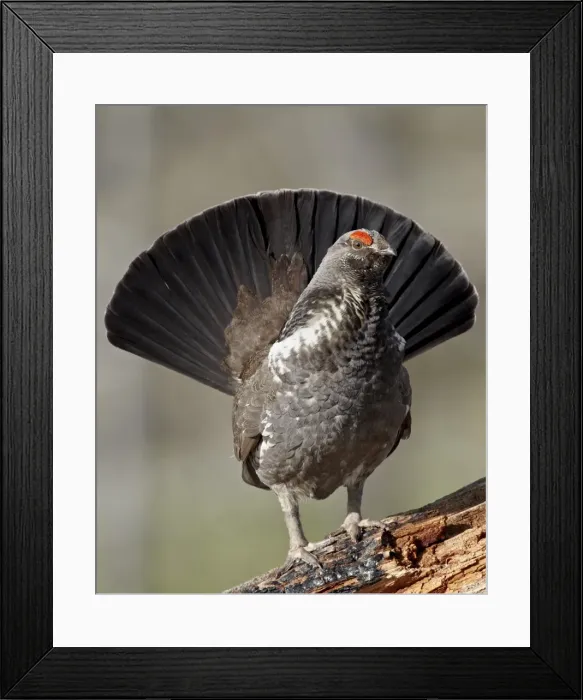 Framed Print : Male dusky grouse (blue grouse) (Dendragapus obscurus) displaying, Yellowstone National Park Framed Print : Male dusky grouse (blue grouse) (Dendragapus obscurus) displaying, Yellowstone National Park