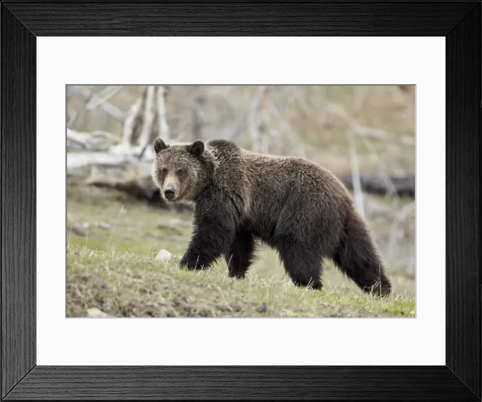 Framed Print : Grizzly bear (Ursus arctos horribilis), Yellowstone National Park, UNESCO World Heritage Site Framed Print : Grizzly bear (Ursus arctos horribilis), Yellowstone National Park, UNESCO World Heritage Site