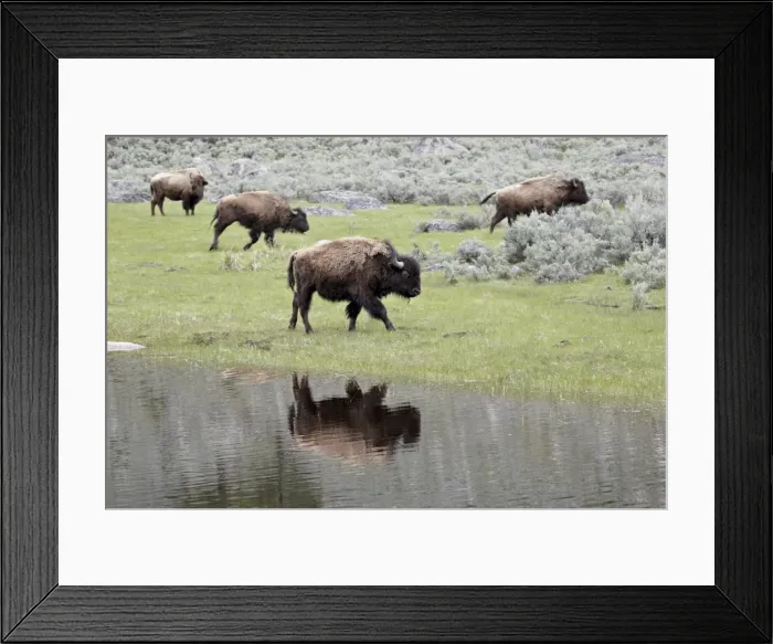 Framed Print : Bison (Bison bison) reflected in a pond, Yellowstone National Park, UNESCO World Heritage Site Framed Print : Bison (Bison bison) reflected in a pond, Yellowstone National Park, UNESCO World Heritage Site