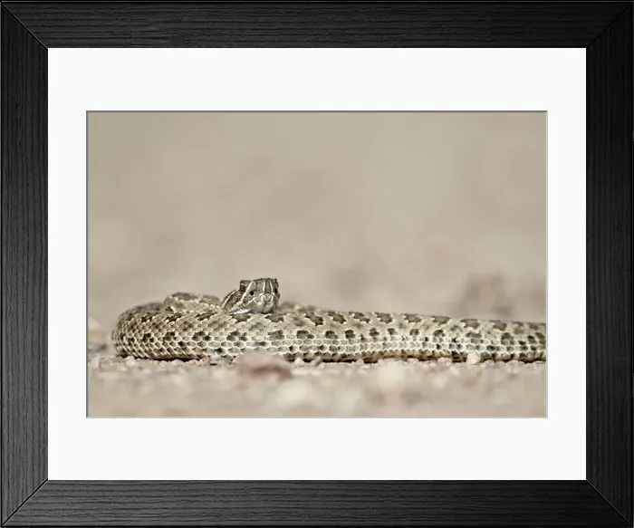 Framed Print : Prairie rattlesnake (Western rattlesnake) (Plains rattlesnake) (Crotalus viridis) Framed Print : Prairie rattlesnake (Western rattlesnake) (Plains rattlesnake) (Crotalus viridis)