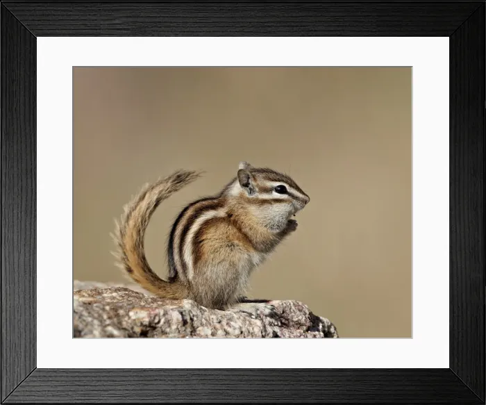 Framed Print : Least chipmunk (Neotamias minimus), Custer State Park, South Dakota, United States of America Framed Print : Least chipmunk (Neotamias minimus), Custer State Park, South Dakota, United States of America