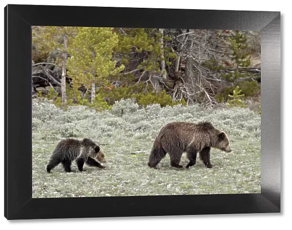 Grizzly bear (Ursus arctos horribilis) sow with a yearling cub, Yellowstone National Park