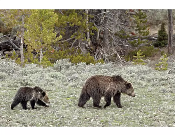 Grizzly bear (Ursus arctos horribilis) sow with a yearling cub, Yellowstone National Park