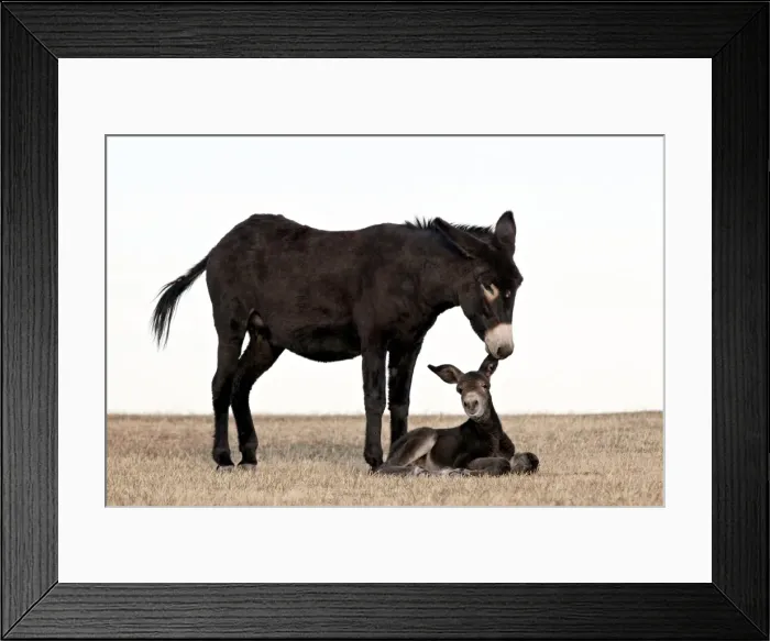 Framed Print : Wild burro (donkey) (Equus asinus) (Equus africanus asinus) jenny biting its foals ear Framed Print : Wild burro (donkey) (Equus asinus) (Equus africanus asinus) jenny biting its foals ear