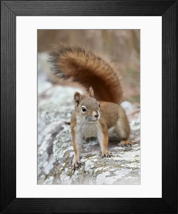 Framed Print : American red squirrel (red squirrel) (Spruce squirrel) (Tamiasciurus hudsonicus) Framed Print : American red squirrel (red squirrel) (Spruce squirrel) (Tamiasciurus hudsonicus)