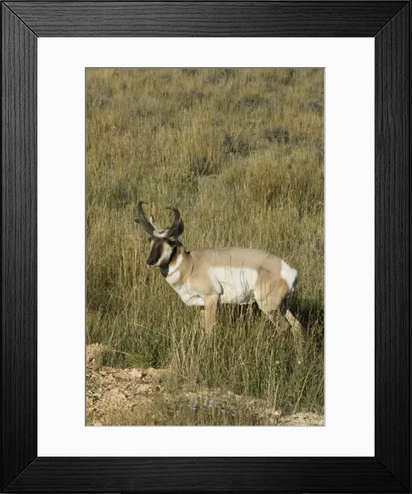 Framed Print : Prong-horned antelope (Antilocapra Americana), Bryce Canyon National Park Framed Print : Prong-horned antelope (Antilocapra Americana), Bryce Canyon National Park