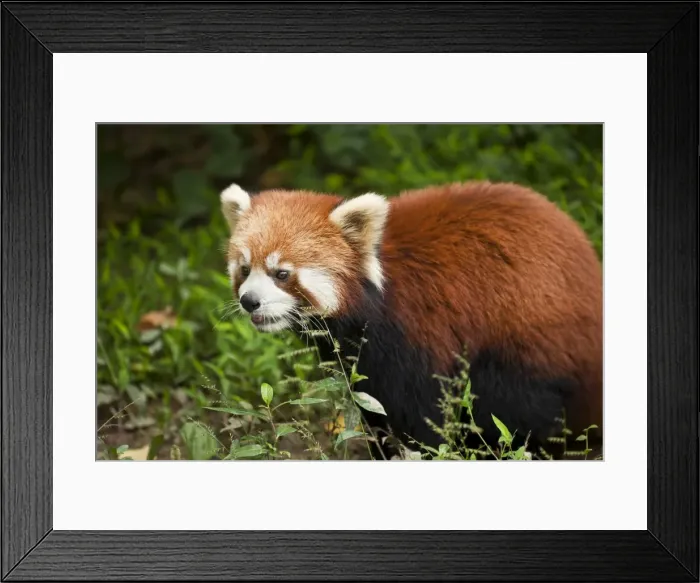 Framed Print : Red Panda (Ailurus fulgens), Panda Breeding and Research Centre, Chengdu Framed Print : Red Panda (Ailurus fulgens), Panda Breeding and Research Centre, Chengdu