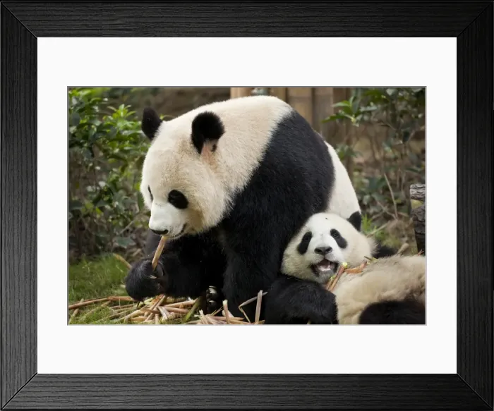 Framed Print : Giant Panda cubs (Ailuropoda melanoleuca) Panda Breeding and Research Centre